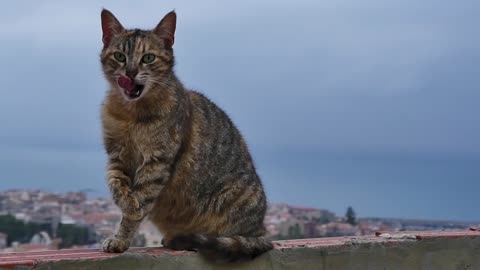 Cat Licking Its Paw