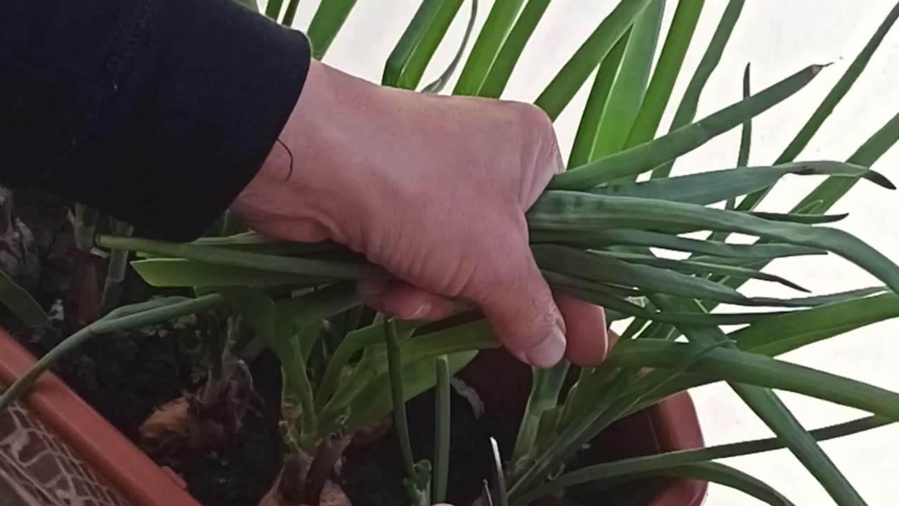 Cutting green onion