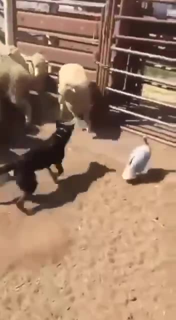 That sheep dog don’t look right 🤣😂