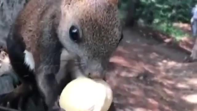 cute pets