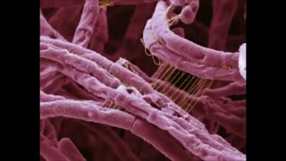 Unknown Speaker - The Truth about Viruses