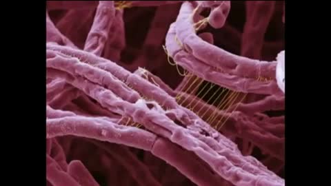 Unknown Speaker - The Truth about Viruses