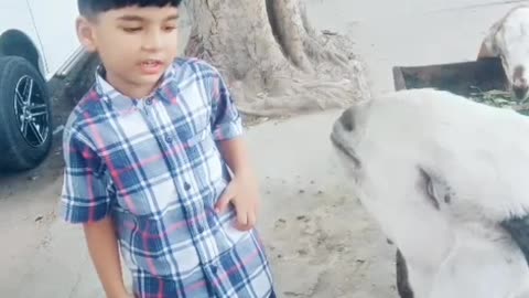 Funny Lame video