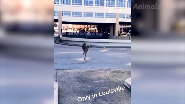 Best Funny Animal Videos 2022 😺 - Funniest Dogs And Cats Videos 🤣😂
