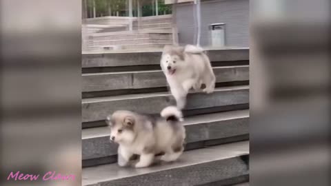 Baby Alaskan Malamute Cute Video