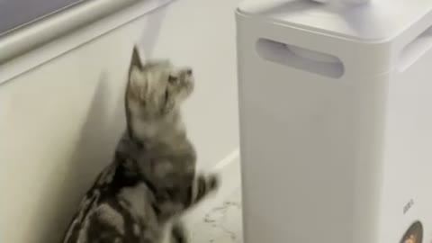 Cat humidifier prank