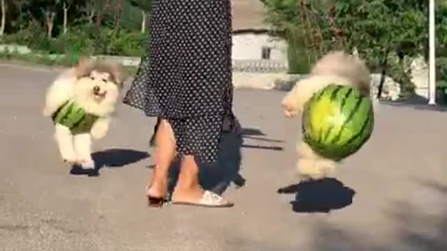 Cute Baby Dogs Plays With Owner in Watermelon !!