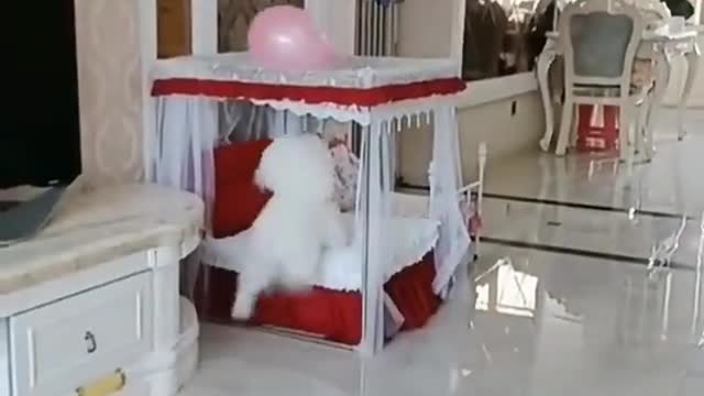 Cute puppy