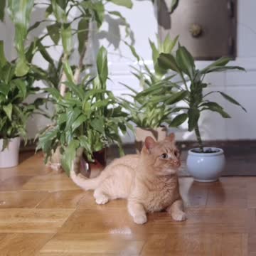 Cute cat what are you doing there