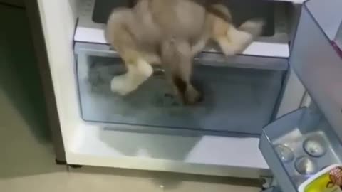 Husky puppy goes in Friz to be cool