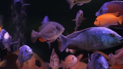 Aquarium with colorful fish cichlids