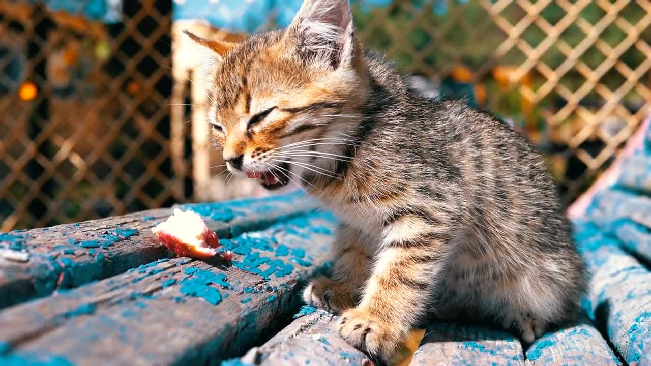 video of cats eating slow motion meat 2021