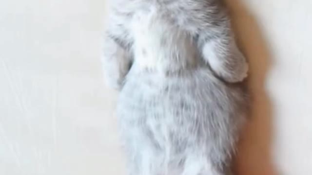 Cute Kitty Enjoying a Delicious Massage