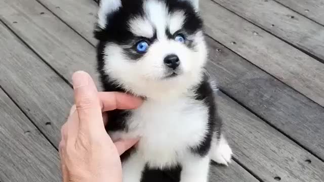 Blue eye puppy's 🐶🐕🐶🐕😀