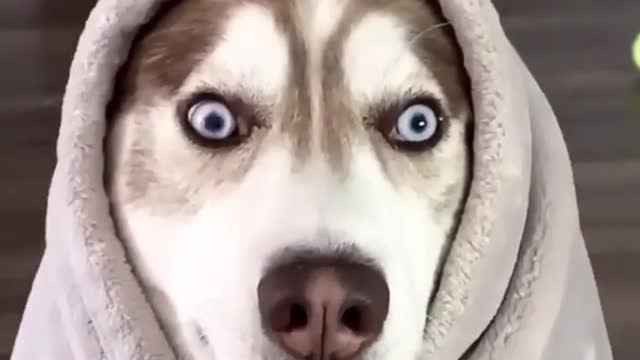 Funny dogs reels