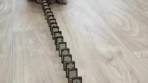 Cut cats, Funny cats