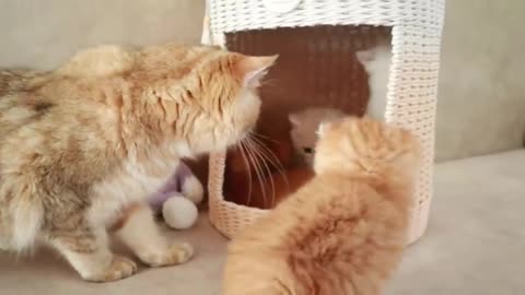 Mom Cat playing and talking #cat #cute #kitten #pets #meow #videos #shorts #dog