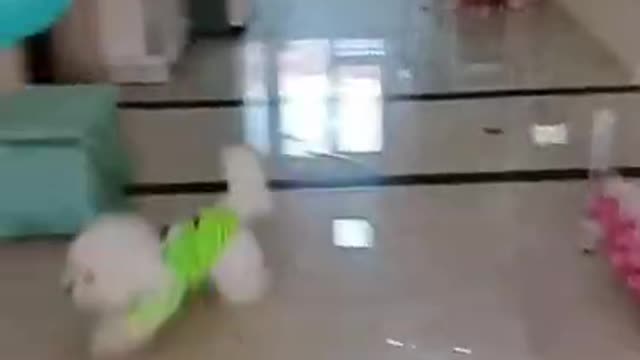 talented puppy