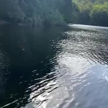 A very large crocodile floats on the river