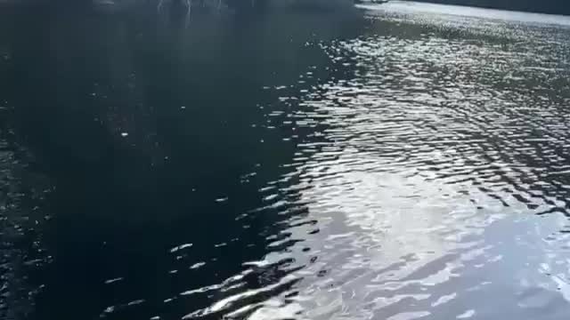 A very large crocodile floats on the river