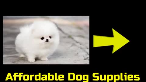 Cute Dogs Funny Dog