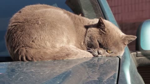 A cat taking a nap in a car.