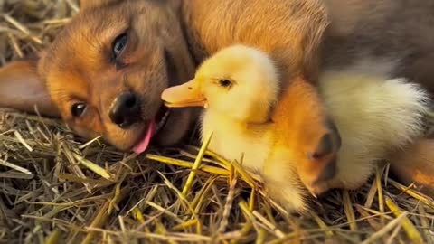 Dogs and ducks