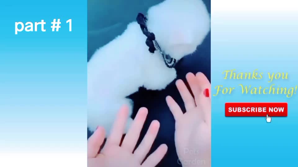 Funny and cute cat dog life ll part 1🐱🐶🐕