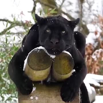 black Panther watching