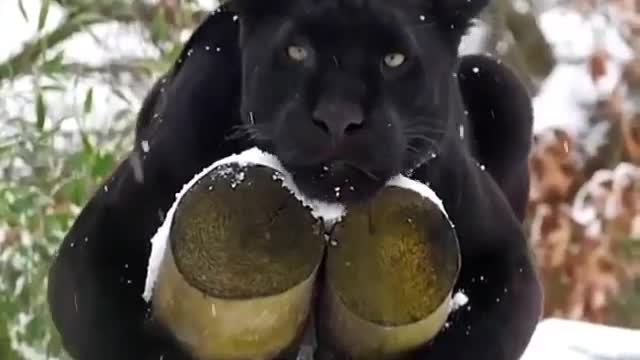 black Panther watching