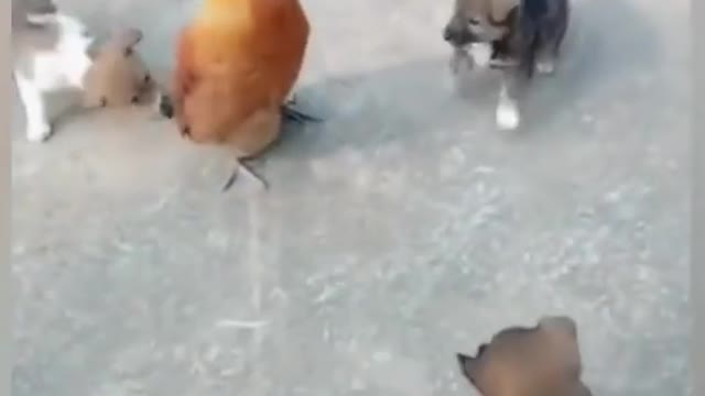 trio puppy vs the chicken himself