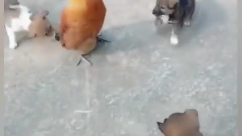 trio puppy vs the chicken himself