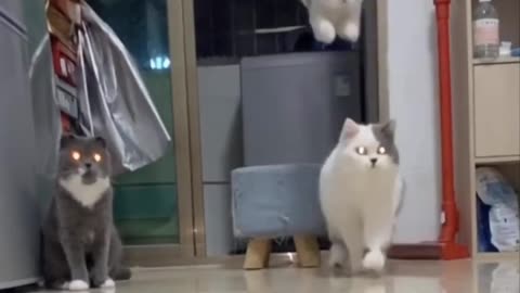 Funny moments of cute cats..😂😂