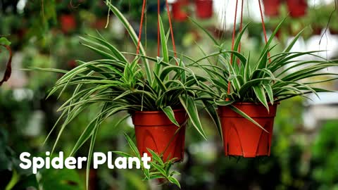 Best houseplants for beginners