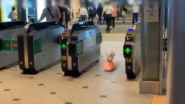 CUTE PIG IN SUBWAY 😂😎