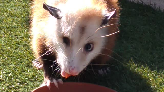 Little olive eating her mid afternoon snack