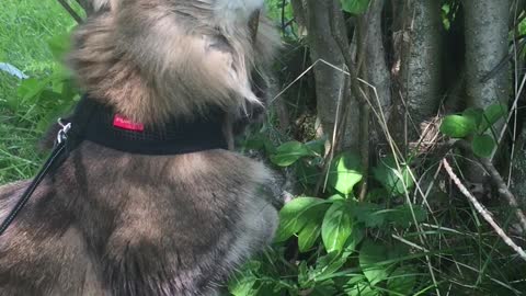 Norwegian forest cat likes a tree