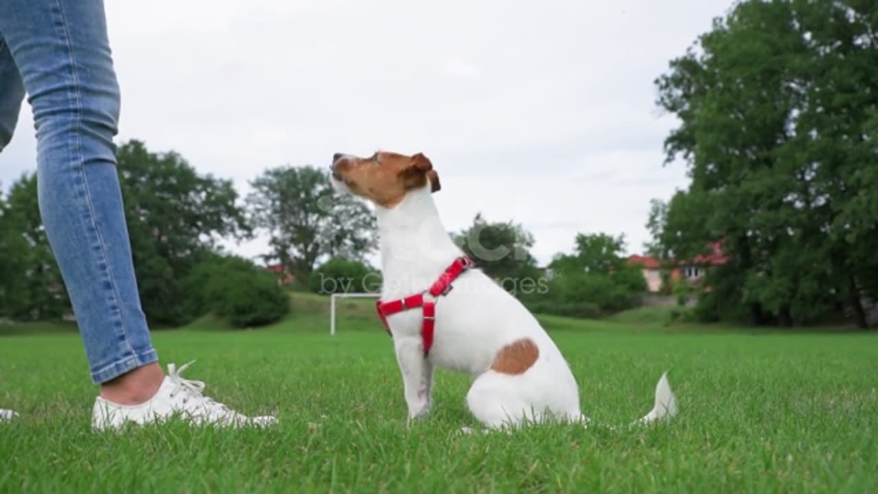 animal traning shots