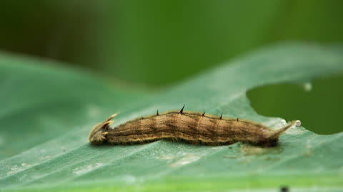 caterpillar on green leaf