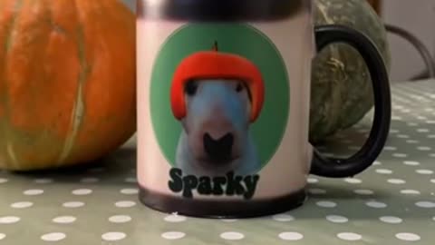 Cute Funny Puppy Dogs Video