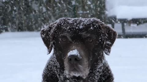When the funny dog ​​sits in the snow