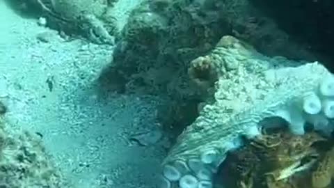 Octopus 🐙 eats deadly stonefish