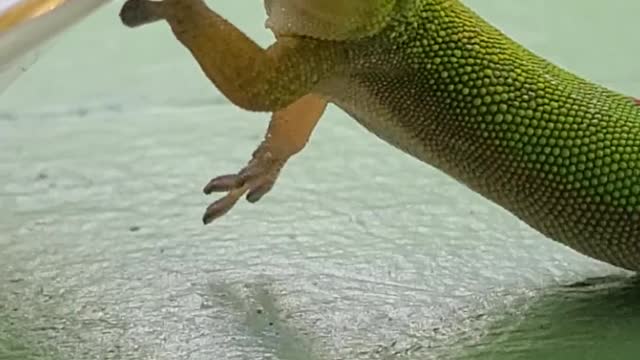 Making Pals with a Porch Gecko