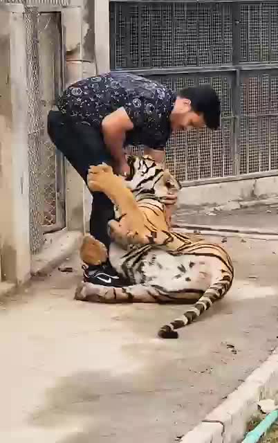 Funny Tigers 😲😲😱