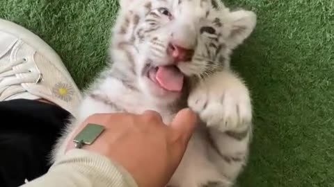 Newborn tiger