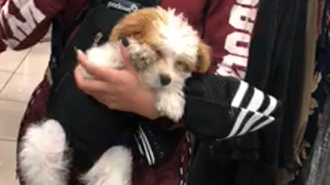 Girl in red has white dog in harness