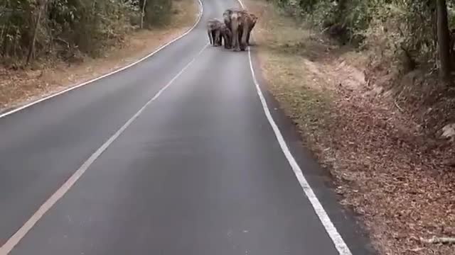 Herd of Elephants Walking Down Empty Road