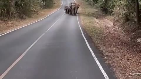 Herd of Elephants Walking Down Empty Road