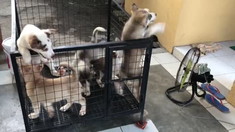 Husky Escape Queen