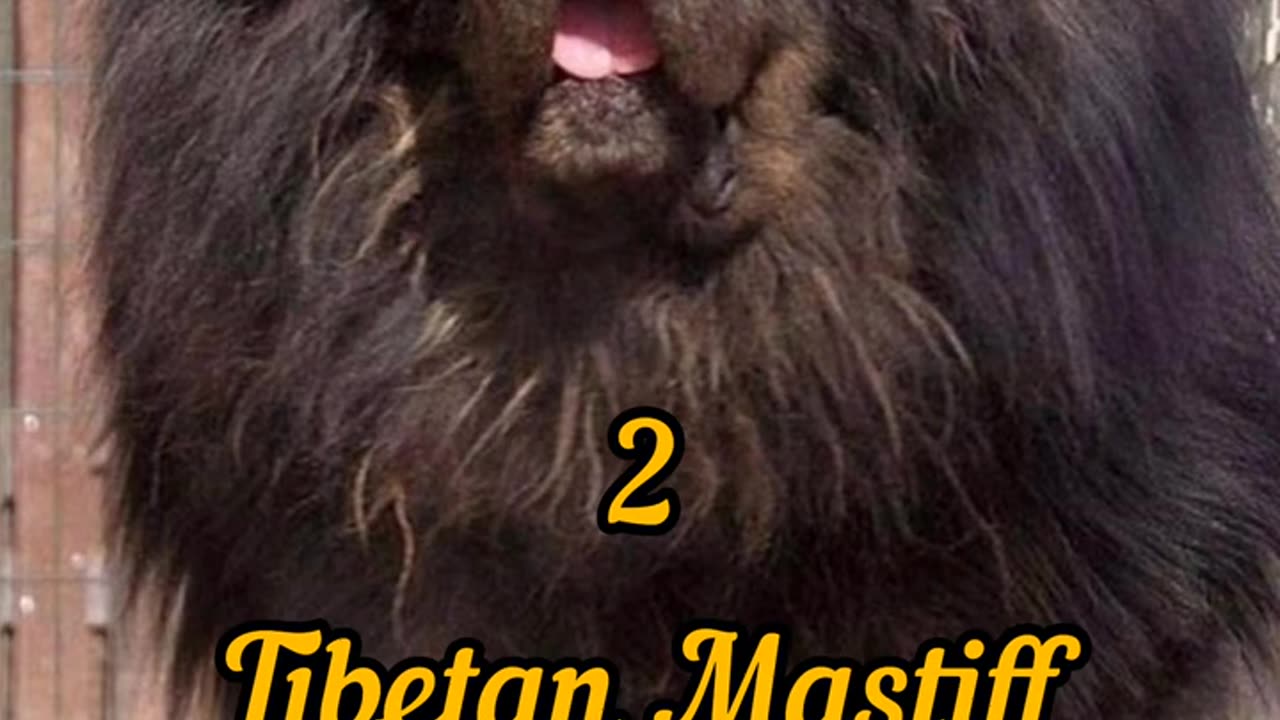 Top 10 Biggest dog Breed in the world